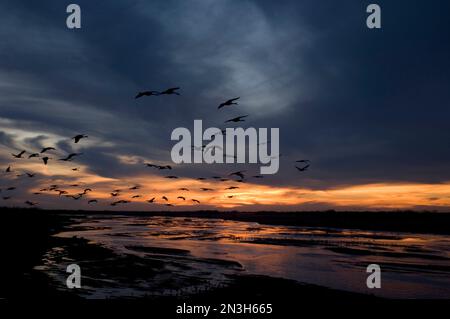 Silhouette Sandhügelkräne (Grus canadensis) fliegen am Platte River entlang und fliegen gegen dunkle Wolken bei Sonnenuntergang in der Nähe von Gibbon, Nebraska Stockfoto