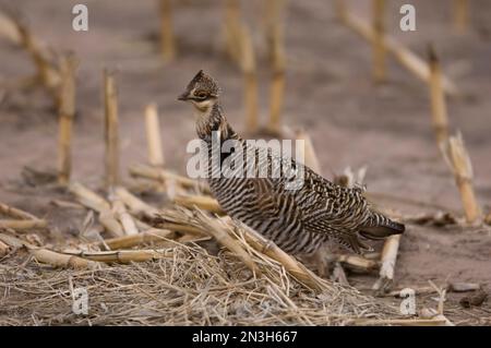 Porträt eines Großen Präriehuhns (Tympanuchus cupido pinnatus) in einem Stoppelfeld in Burwell, Nebraska, USA Stockfoto