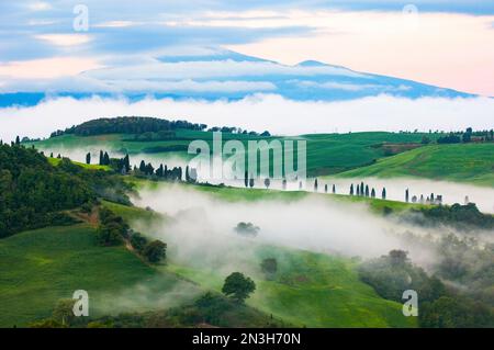 Am frühen Morgen rollt der Nebel über Hügel und Weinberge in der Nähe von Pienza, Italien; Pienza, Toskana, Italien Stockfoto