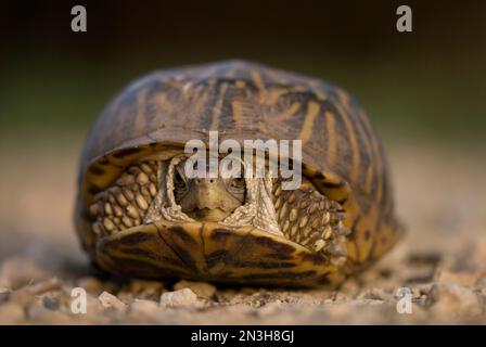 Porträt einer kunstvoll verzierten Schildkröte (Terrapene ornata ornata) auf einer Schweinefarm in Kansas, USA; Greenleaf, Kansas, Vereinigte Staaten von Amerika Stockfoto