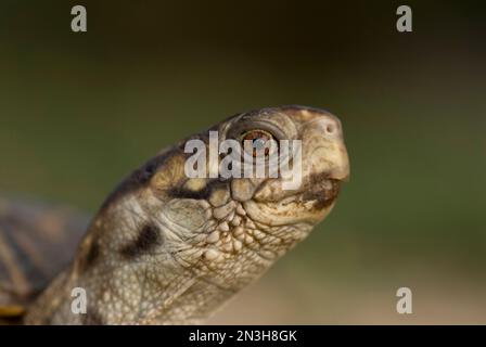 Porträt einer kunstvoll verzierten Schildkröte (Terrapene ornata ornata) auf einer Schweinefarm in Kansas, USA; Greenleaf, Kansas, Vereinigte Staaten von Amerika Stockfoto