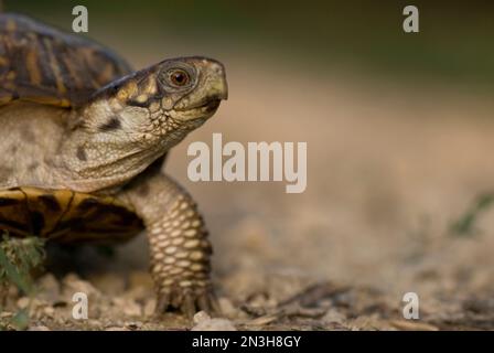 Porträt einer kunstvoll verzierten Schildkröte (Terrapene ornata ornata) auf einer Schweinefarm in Kansas, USA; Greenleaf, Kansas, Vereinigte Staaten von Amerika Stockfoto