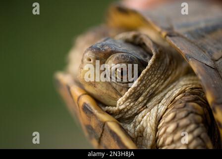 Porträt einer kunstvoll verzierten Schildkröte (Terrapene ornata ornata) auf einer Schweinefarm in Kansas, USA; Greenleaf, Kansas, Vereinigte Staaten von Amerika Stockfoto