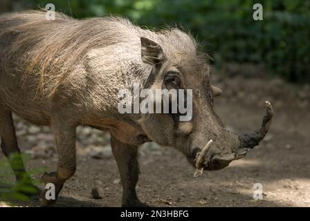 Porträt eines Warthogs (Phacochoerus) in einem Zoo; Omaha, Nebraska, Vereinigte Staaten von Amerika Stockfoto