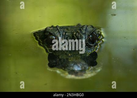 Zwergkrokodil (Osteolaemus tetraspis) in grünem Wasser in einem Zoo, in dem nur Augen und Kopfende zu sehen sind Stockfoto