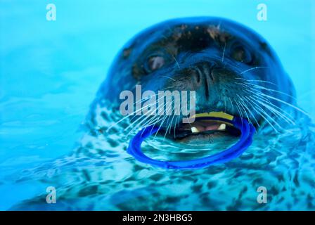 In einem Zoo in Lincoln, Nebraska, Vereinigte Staaten von Amerika, spielt der Seehund (Phoca vitulina) mit einem Ring in seinem Mund im Wasser Stockfoto