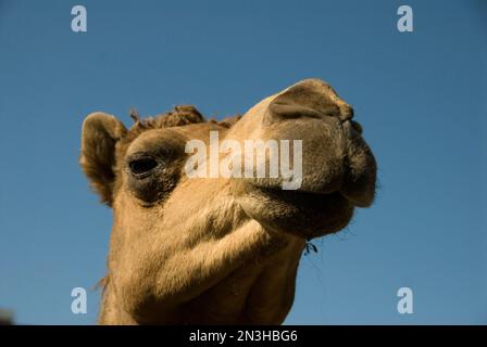 Nahaufnahme des Kopfes eines Dromedary Kamels (Camelus dromedarius) vor einem blauen Himmel in einem Zoo; Lincoln, Nebraska, Vereinigte Staaten von Amerika Stockfoto