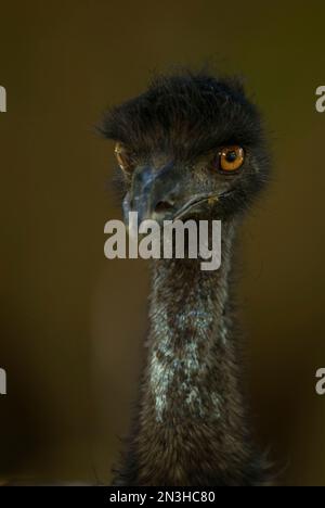 Porträt einer EWU (Dromaius novaehollandiae) vor braunem Hintergrund im Zoo; Lincoln, Nebraska, Vereinigte Staaten von Amerika Stockfoto