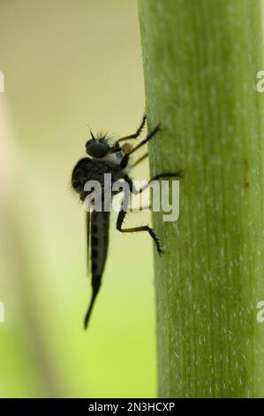 Räuberfliege (Asilidae) ruht auf einem Blatt; Lincoln, Nebraska, Vereinigte Staaten von Amerika Stockfoto