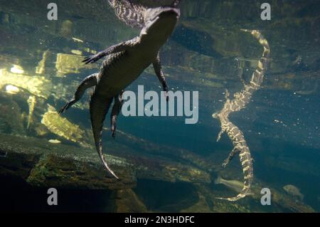 Amerikanische Alligatoren (Alligator mississippiensis) im Wasser eines Desert Dome in einem Zoo; Omaha, Nebraska, Vereinigte Staaten von Amerika Stockfoto