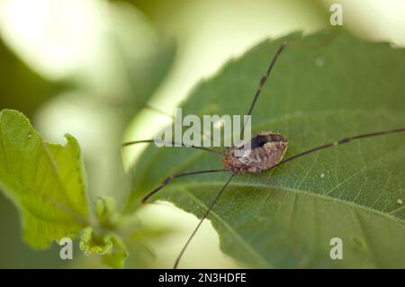 Daddy Longlegs Spider (Opiliones) sitzt auf einem Blatt; Lincoln, Nebraska, Vereinigte Staaten von Amerika Stockfoto