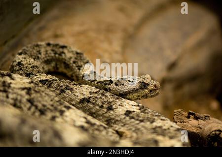 Gesprenkelte Klapperschlange (Crotalus mitchellii) in einem Zoo; Omaha, Nebraska, Vereinigte Staaten von Amerika Stockfoto