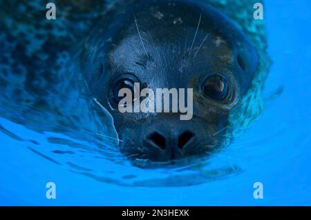 Seehunde (Phoca vitulina) im Wasser in einem Zoo; Lincoln, Nebraska, Vereinigte Staaten von Amerika Stockfoto