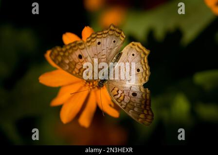 Porträt eines weißen Pfauenschmetterlings (Anartia jatrophae), der in einem Schmetterlingspavillon in einem Zoo auf einer Blume ruht Stockfoto