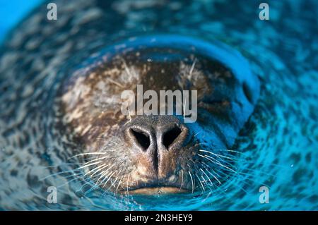 Seehunde (Phoca vitulina) im Wasser in einem Zoo; Lincoln, Nebraska, Vereinigte Staaten von Amerika Stockfoto