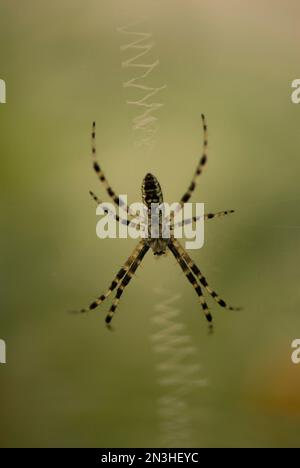 Spider pflegt sein Netz in einem Zoo; Lincoln, Nebraska, Vereinigte Staaten von Amerika Stockfoto