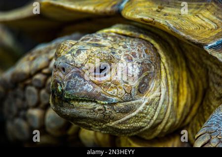 Nahaufnahme einer Schildkröte in einem Zoo; Lincoln, Nebraska, Vereinigte Staaten von Amerika Stockfoto