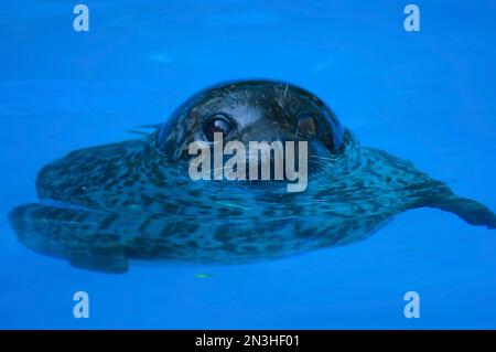 Seehunde (Phoca vitulina) im Wasser in einem Zoo; Lincoln, Nebraska, Vereinigte Staaten von Amerika Stockfoto