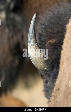 Nahaufnahme von Bison (Bison Bison) Horn und Haar auf dem Kopf eines Bison, während er auf der A Ranch bei Malta, Montana, USA grast Stockfoto