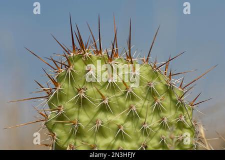 Stachelbirnen-Kaktus (Opuntia) mit langen Wirbelsäulen, die im Osten Montanas (USA), Malta, Montana (USA), am blauen Himmel wachsen Stockfoto