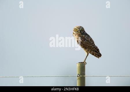 Die Eulen (Athene cunicularia), die sich auf einem Pfosten vor einem klaren blauen Himmel im Osten Montanas befinden; Malta, Montana, Vereinigte Staaten von Amerika Stockfoto