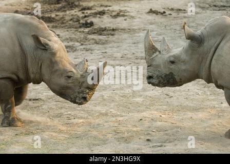 Zwei Weiße Nashörner (Ceratotherium simum), deren Gesichter in einem Zoo mit Schlamm bedeckt sind; Omaha, Nebraska, Vereinigte Staaten von Amerika Stockfoto