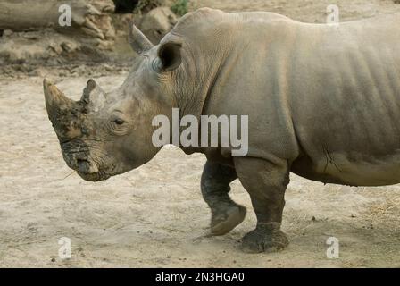 Weißes Nashorn (Ceratotherium simum), das in seinem Gehege in einem Zoo spaziert; Omaha, Nebraska, Vereinigte Staaten von Amerika Stockfoto