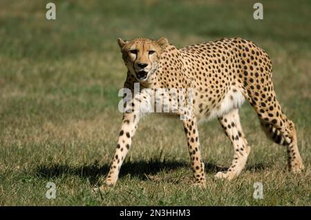 Cheetah (Acinonyx jubatus) öffnet sein Maul gerade weit genug, um seine Unterzähne in einem Gehege in einem Zoo zu zeigen Stockfoto