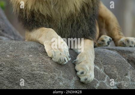 Nahaufnahme der Pfoten eines afrikanischen Löwen (Panthera Leo), während er sich in einem Zoo auf einem Felsen ruht; Wichita, Kansas, Vereinigte Staaten von Amerika Stockfoto