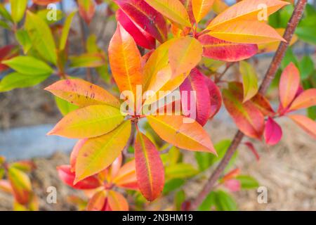 Sammlung schön bunte Herbstblätter auf weißen Hintergrund isoliert Stockfoto