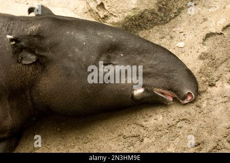 Das verschlafene malayanische Tapir (Tapirus indicus) liegt in einem Zoo in Nebraska, USA; Omaha, Nebraska, Vereinigte Staaten von Amerika Stockfoto