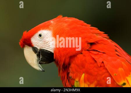 Nahaufnahme eines Scharlachmakas (Ara macao) in einem Zoo; Omaha, Nebraska, Vereinigte Staaten von Amerika Stockfoto