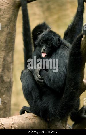 Kolumbianische Spinnenaffen (Ateles fuscipceps rufiventris) in einem Zoo in Omaha, Nebraska, USA; Vereinigte Staaten von Amerika Stockfoto