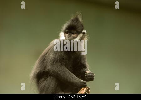 Porträt eines Francois' langur (Trachypithecus francoisi) vor grünem Hintergrund im Zoo; Omaha, Nebraska, Vereinigte Staaten von Amerika Stockfoto