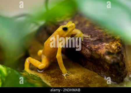 Nahaufnahme eines Harlekinfrosches (Atelopus varius) in einem Zoo in Omaha, Nebraska, USA; Omaha, Nebraska, Vereinigte Staaten von Amerika Stockfoto