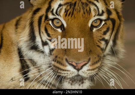 Nahaufnahme eines sibirischen Tigers (Panthera tigris tigris), auch bekannt als Amur-Tiger, in einem Gehege in einem Zoo Stockfoto