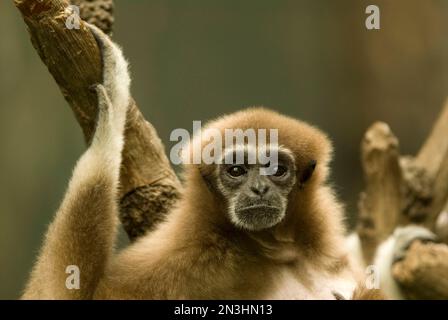 Porträt eines weißhändigen Gibbbons (Hylobates LAR) in einem Zoo; Omaha, Nebraska, Vereinigte Staaten von Amerika Stockfoto