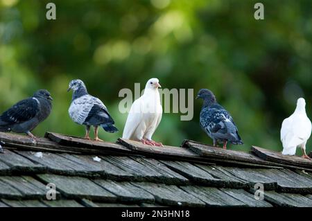 Haustauben (Columba livia domestica) sitzen in einem Zoo auf einem Dach; Omaha, Nebraska, Vereinigte Staaten von Amerika Stockfoto