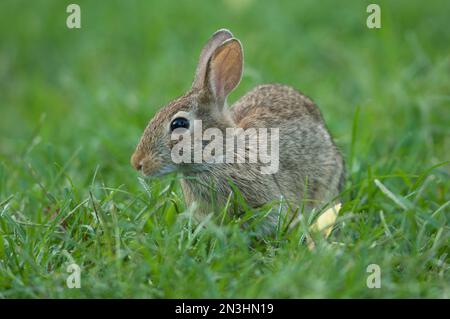 Porträt eines östlichen Katzenschwanzkaninchens (Sylvilagus floridanus), das auf einer Wohnanlage sitzt und sich ernährt; Omaha, Nebraska, Vereinigte Staaten von Amerika Stockfoto