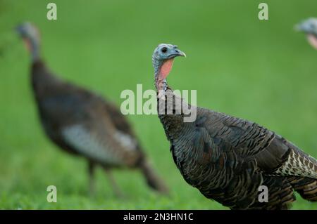 Wilde Truthühner (Meleagris gallopavo) auf Gras in einer Nachbarschaft; Omaha, Nebraska, Vereinigte Staaten von Amerika Stockfoto