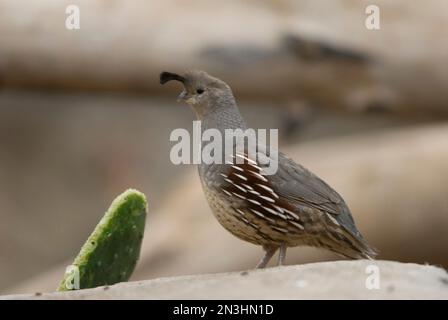 Porträt einer kalifornischen Wachtel (Callipepla californica) in einem Zoo; Omaha, Nebraska, Vereinigte Staaten von Amerika Stockfoto