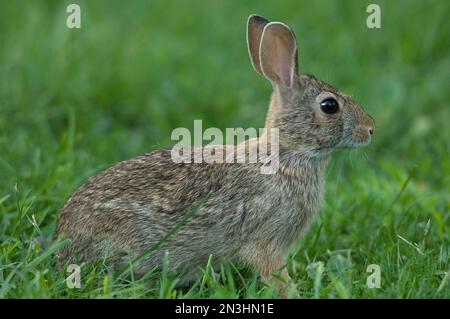 Porträt eines östlichen Katzenschwanzkaninchens (Sylvilagus floridanus), das auf einer Wohnanlage sitzt und sich ernährt; Omaha, Nebraska, Vereinigte Staaten von Amerika Stockfoto