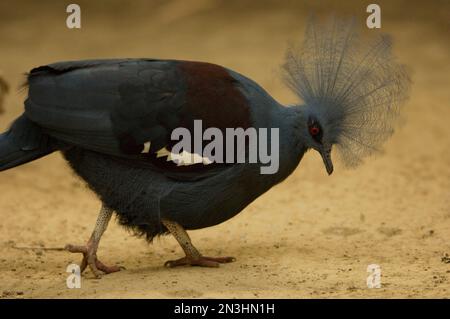 Nahaufnahme einer Kranztaube (Goura cristata), die in einem Zoo auf Sand spaziert; Omaha, Nebraska, Vereinigte Staaten von Amerika Stockfoto