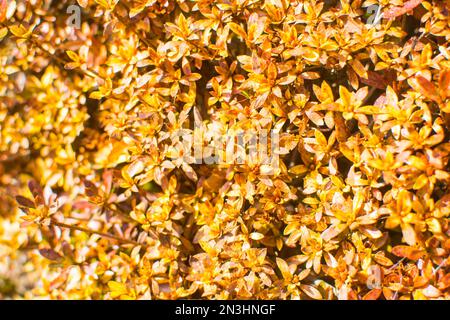 Sammlung schön bunte Herbstblätter auf weißen Hintergrund isoliert Stockfoto