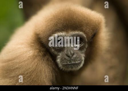 Nahaufnahme eines weißhändigen Gibbbons (Hylobates LAR) in einem Zoo; Omaha, Nebraska, Vereinigte Staaten von Amerika Stockfoto
