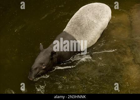 Malayanischer Tapir (Tapirus indicus) im Wasser in einem Zoo in Nebraska, USA; Omaha, Nebraska, Vereinigte Staaten von Amerika Stockfoto