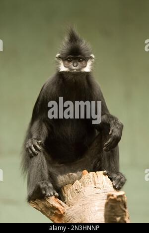 Porträt eines Francois' langur (Trachypithecus francoisi) vor grünem Hintergrund im Zoo; Omaha, Nebraska, Vereinigte Staaten von Amerika Stockfoto