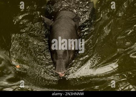 Malayanischer Tapir (Tapirus indicus) im Wasser in einem Zoo in Nebraska, USA; Omaha, Nebraska, Vereinigte Staaten von Amerika Stockfoto