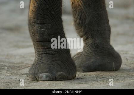 Nahaufnahme der Füße eines afrikanischen Elefanten (Loxodonta africana) in einem Zoo; Wichita, Kansas, Vereinigte Staaten von Amerika Stockfoto