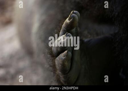 Nahaufnahme des Fußes eines westlichen Tieflandgorillas (Gorilla Gorilla Gorilla); Wichita, Kansas, Vereinigte Staaten von Amerika Stockfoto